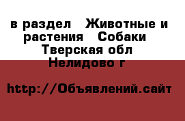  в раздел : Животные и растения » Собаки . Тверская обл.,Нелидово г.